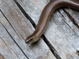 image39